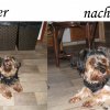 Hundefriseur