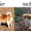 Hundefriseur