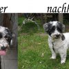 Hundefriseur