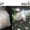 Hundefriseur